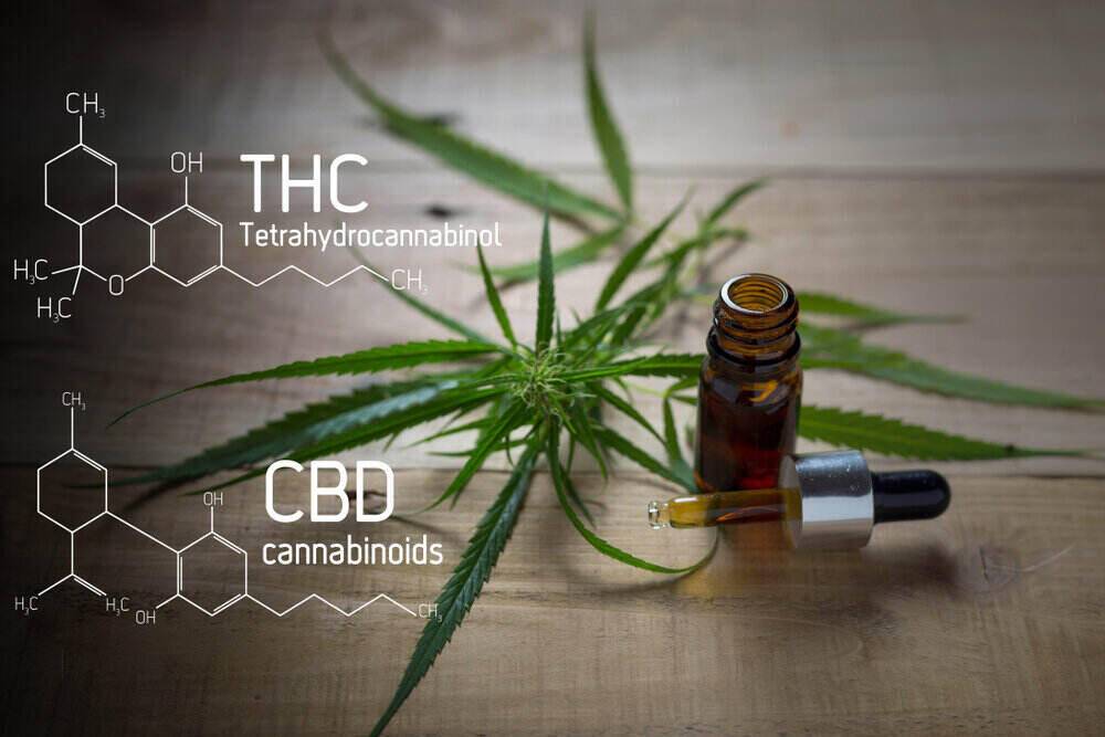 THC vs CBD
