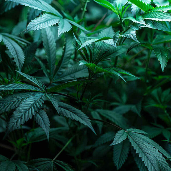 How Long Do Autoflowers Stay in the Veg Stage?