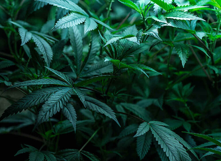 close up of cannabis plant in veg stage