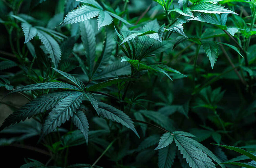 How Long Do Autoflowers Stay in the Veg Stage?