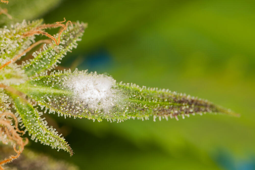 a close up of a leaf with powdery mildew