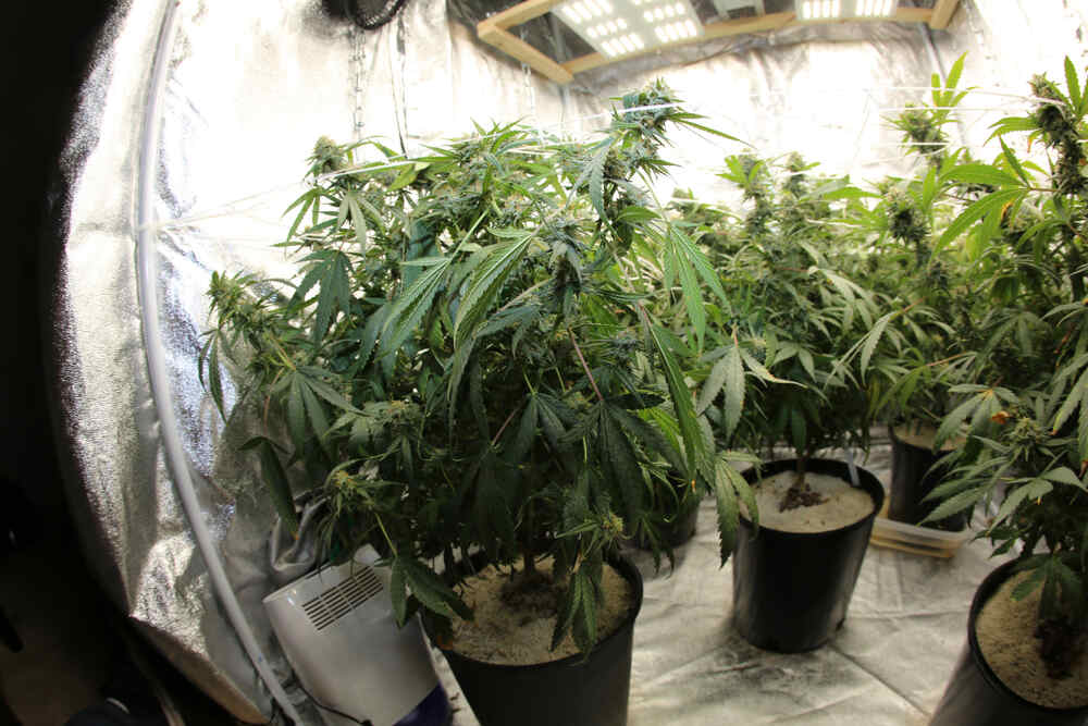 cannabis plants growing in grow tent indoors