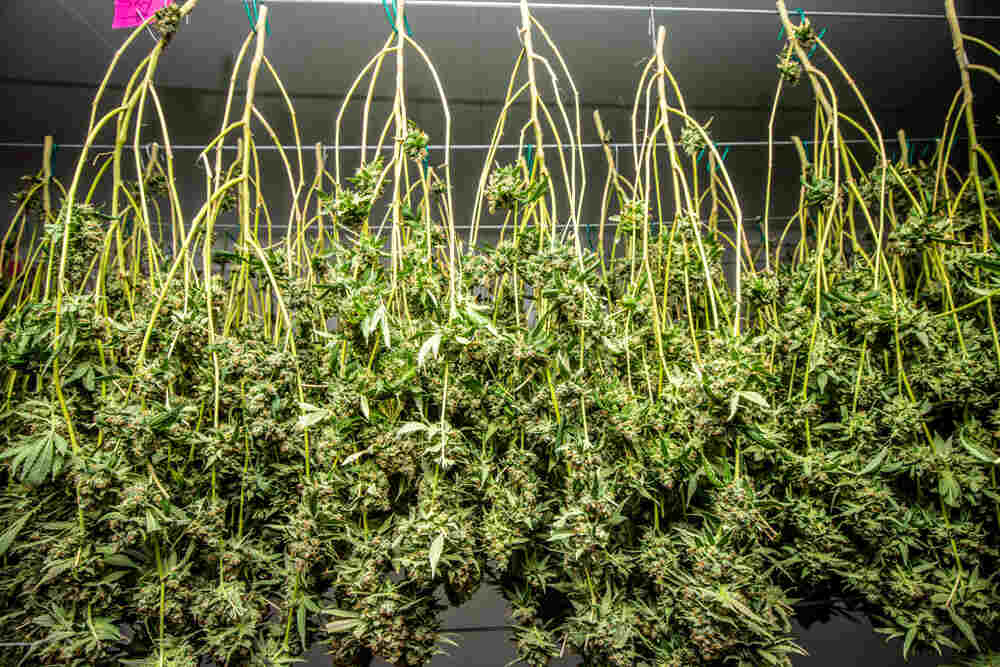 Hanging cannabis branches on hand made hanging racks 