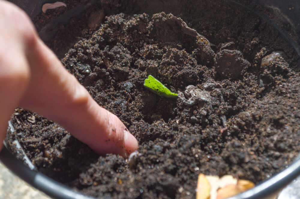 a finger going into soil