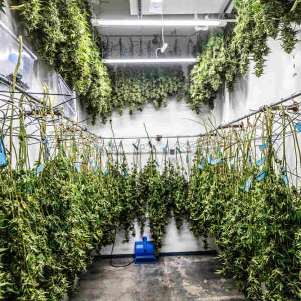 How to Dry and Cure Autoflowers