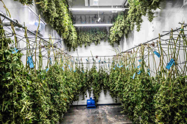 Hanging cannabis buds