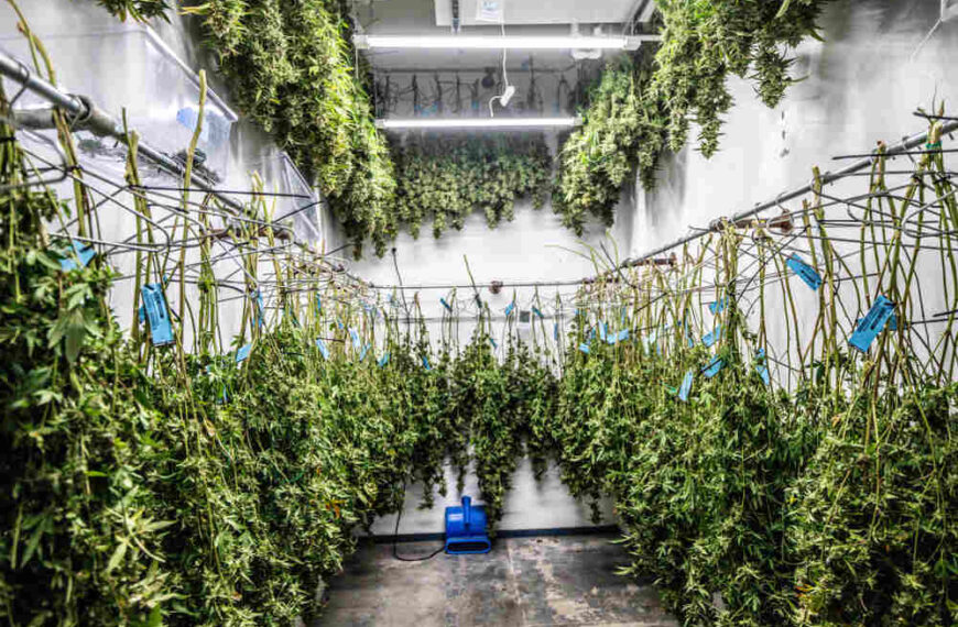 How to Dry and Cure Autoflowers