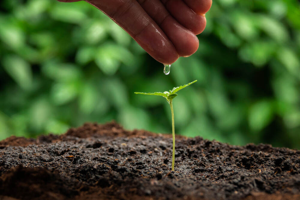 a hand pouring water onto seedling cannabis plant