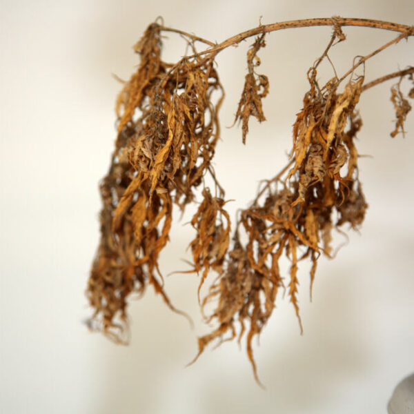 Do Autoflowers Die After Flowering?