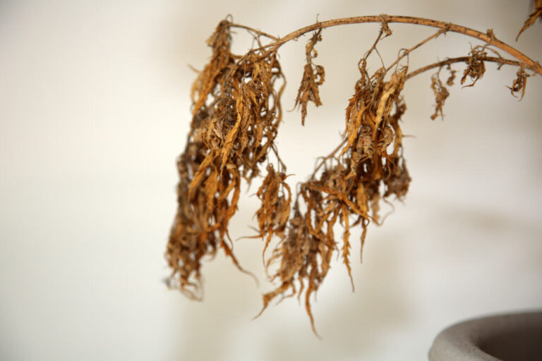 dried, dead cannabis plant