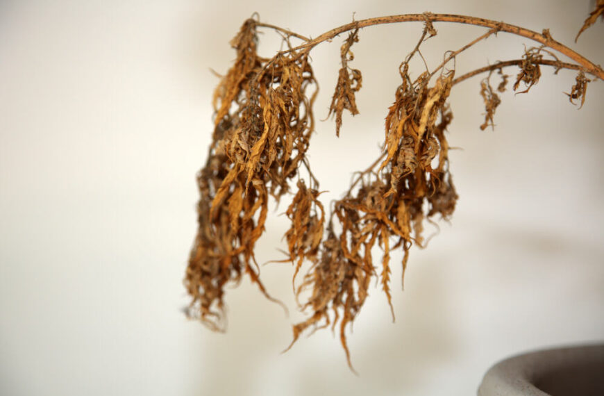 Do Autoflowers Die After Flowering?