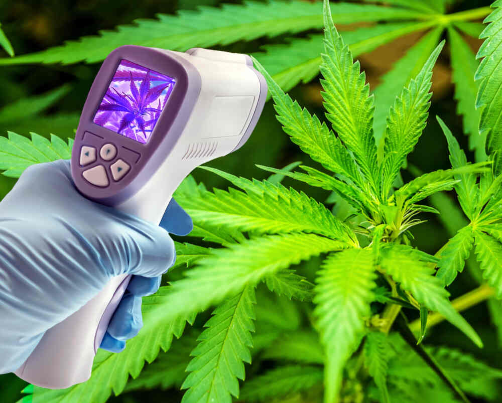 a hand holding IR gun close to cannabis plant leaves 