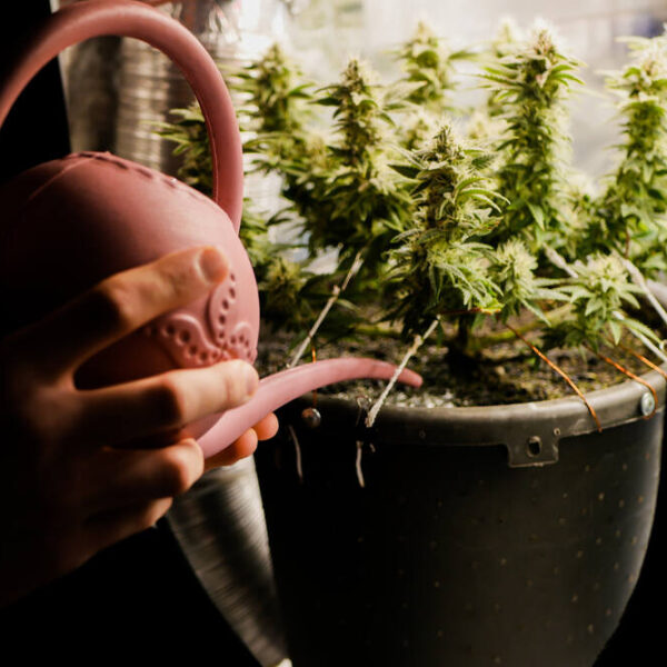 How to Flush Autoflowers