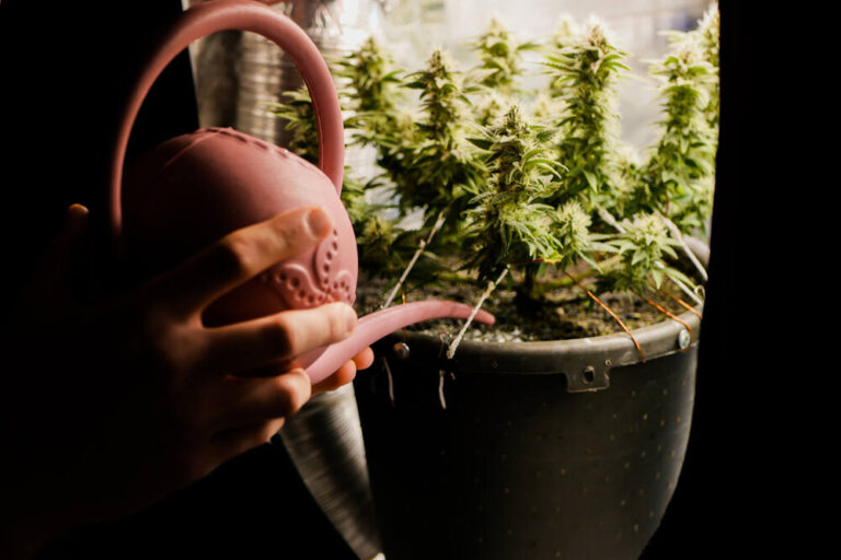 a hand pouring water into cannabis plant soil