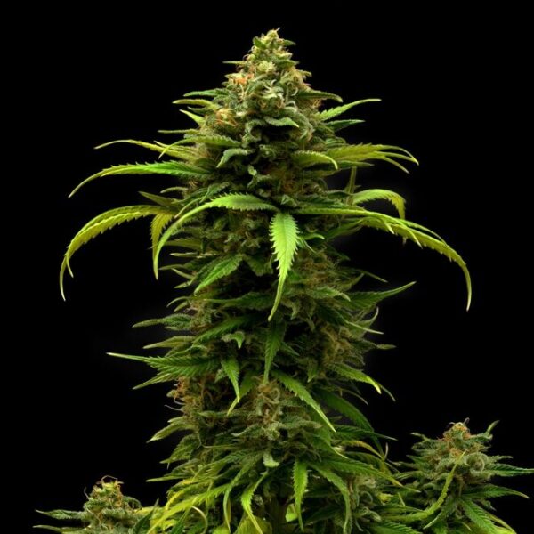 How Tall Do Autoflowers Get?