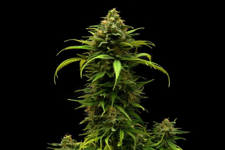 close up of autoflower cannabis plant