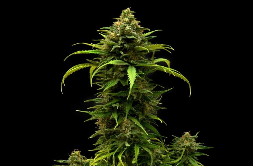 How Tall Do Autoflowers Get?