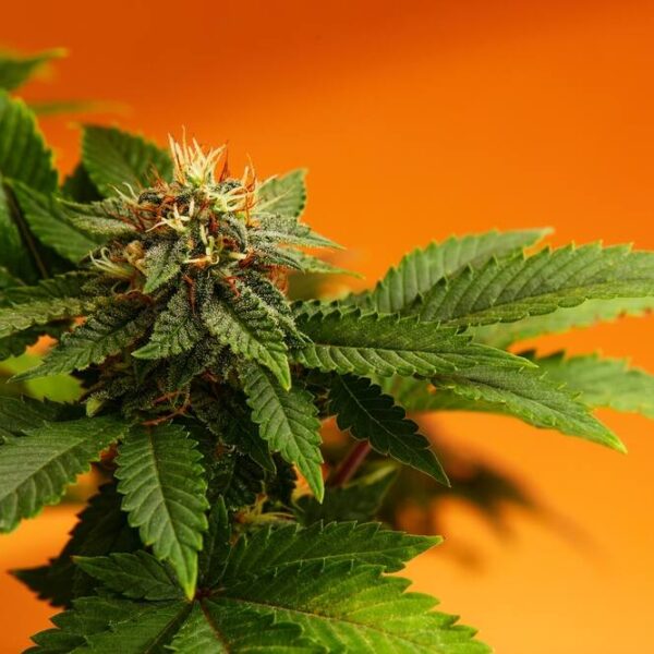 Are All Autoflowers Feminized?