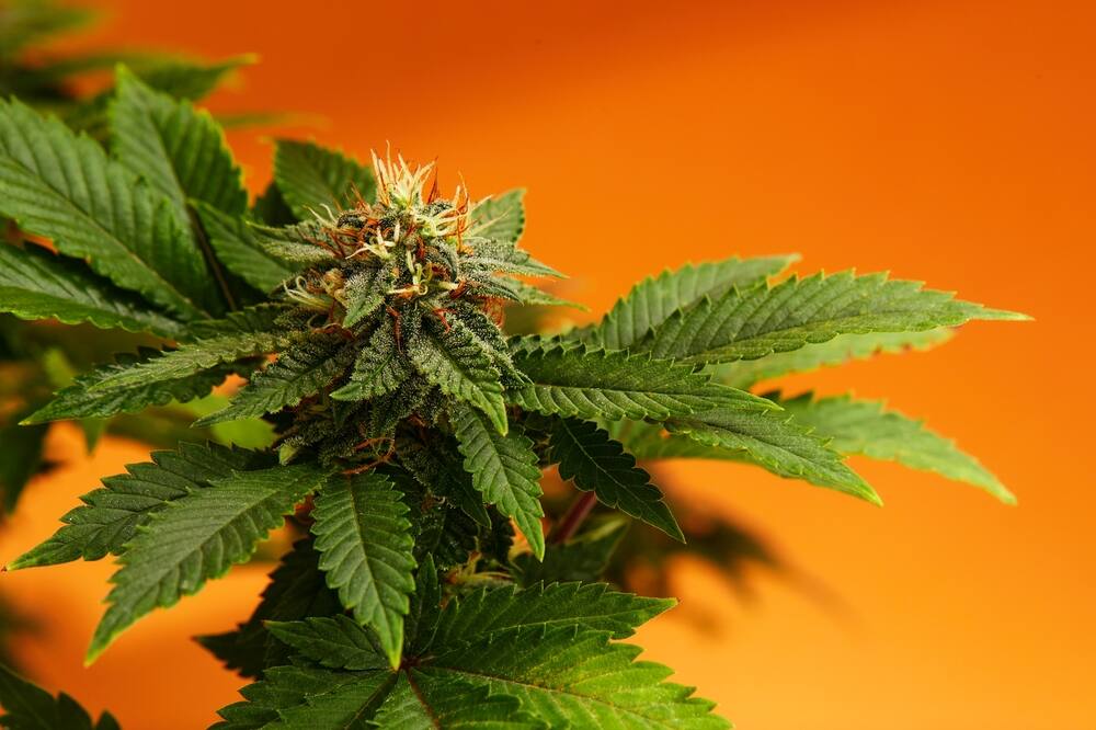 close up of a autoflower top bud