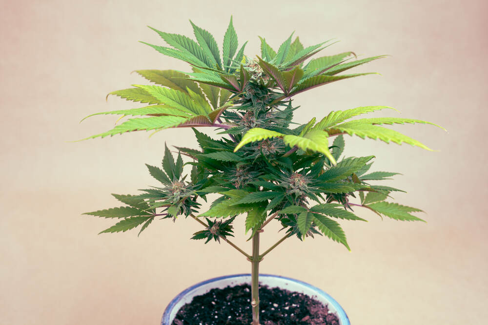 Close up of small autoflower cannabis plant growing in a grow pit