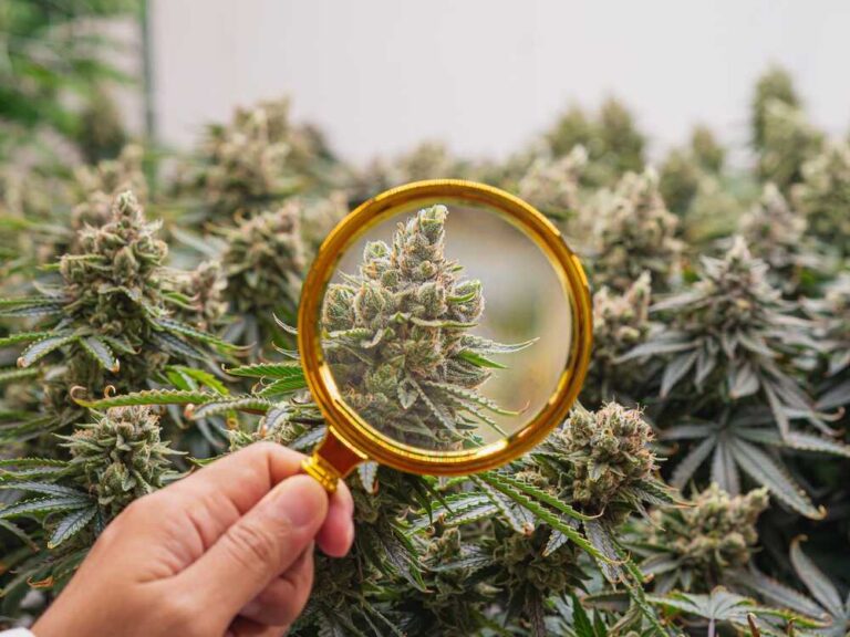 a hand holding a magnifying glass against cannabis buds