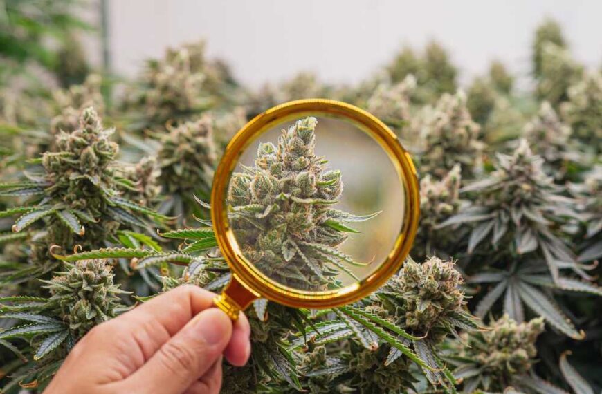 When to Harvest Autoflowers