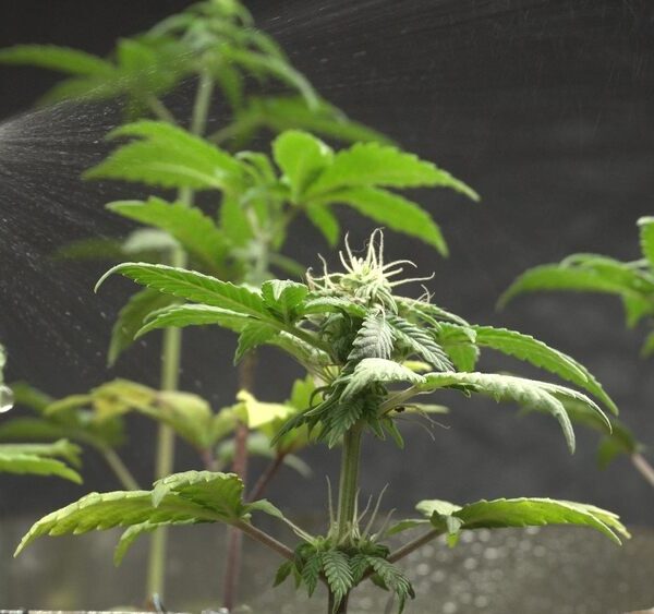 How much water should you give autoflowers?