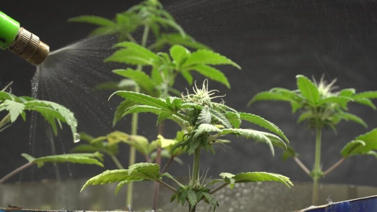 water spraying on cannabis plants