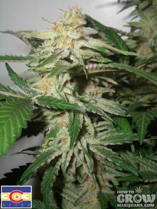 303 – Apex Kush Marijuana Seeds