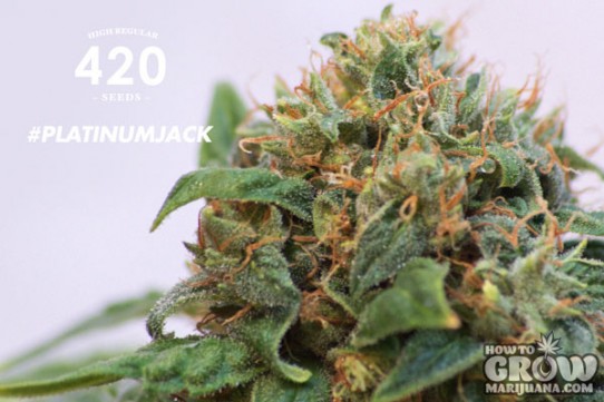 420 – Platinum Jack Seeds