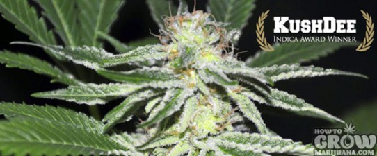 AllStar Genetics – Kushdee Feminised Marijuana Seeds