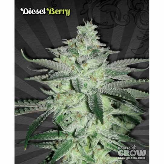 Auto Seeds – Auto Diesel Berry