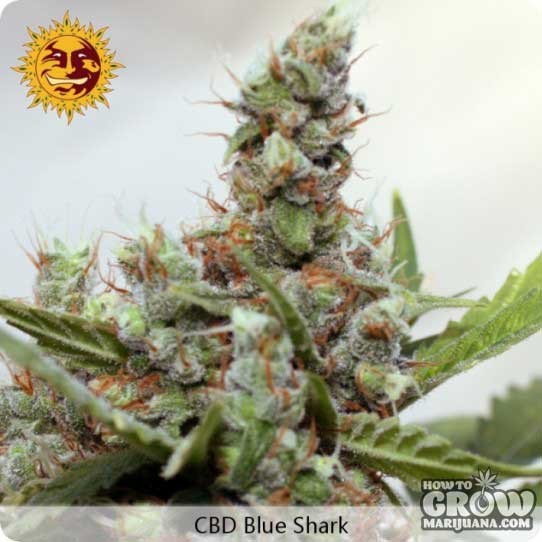 Barney’s – CBD Blue Shark Feminized Seeds