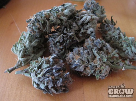 Mosca – Cinderella 99 BX-1 Marijuana Seeds