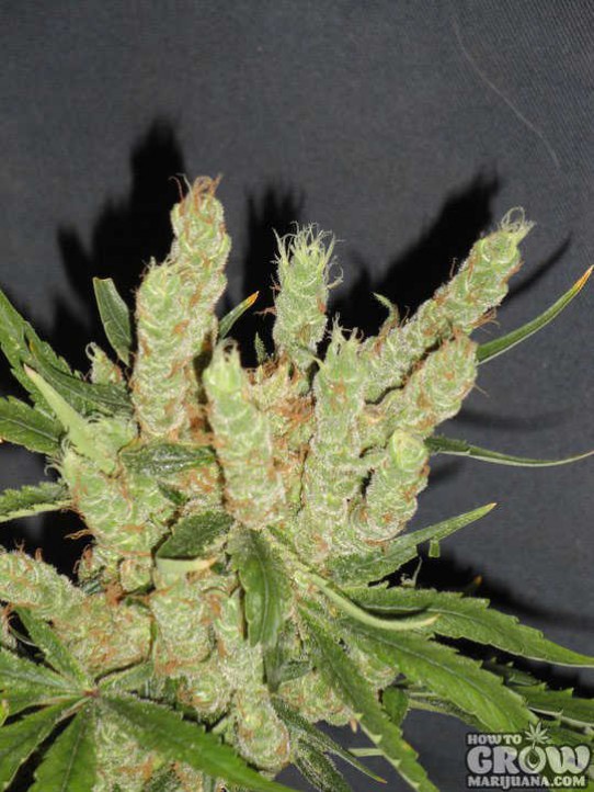 CBD Crew – Z7 Feminized Marijuana Seeds