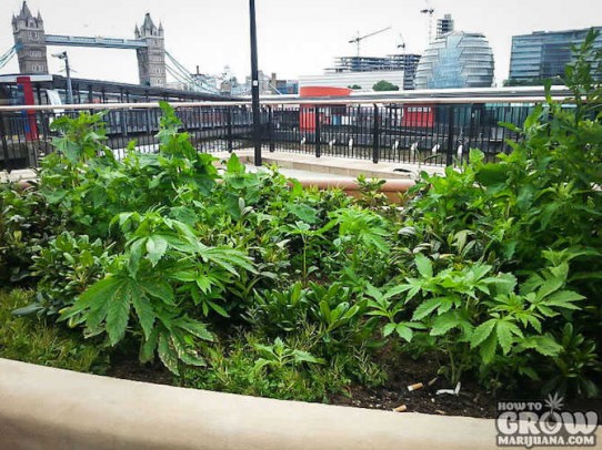 Spotted, marijuana growing right there at Tower Bridge across from City Hall, London, England and the BBC.