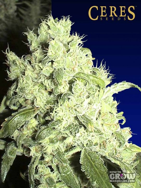 Ceres – White Smurf (Panther) Feminized Seeds