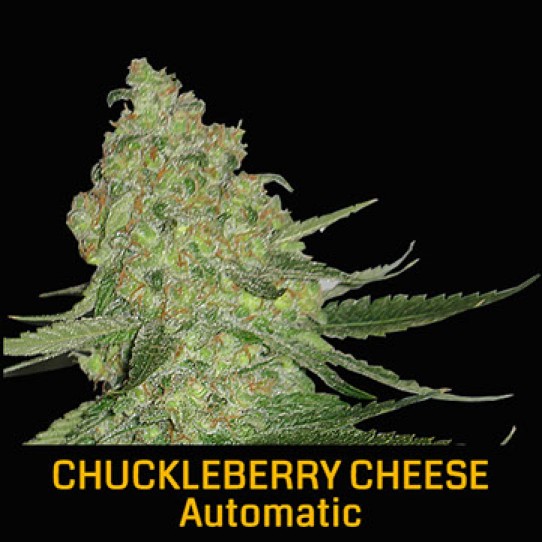 Big Head – Chuckleberry Cheese Auto Seeds