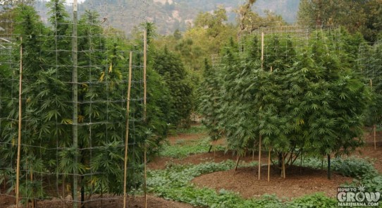 Companion Planting to Grow Healthy Marijuana