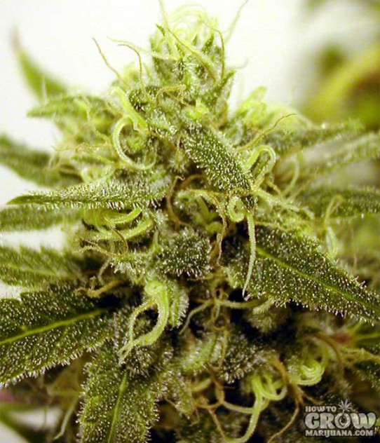 DNA Genetics – Chocolope Feminized Marijuana Seeds