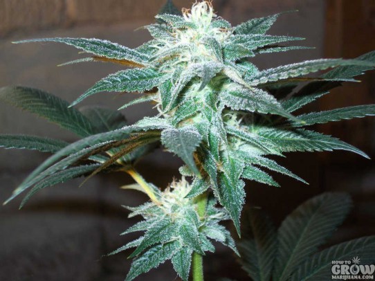 DNA Genetics – Kushberry Feminized Marijuana Seeds