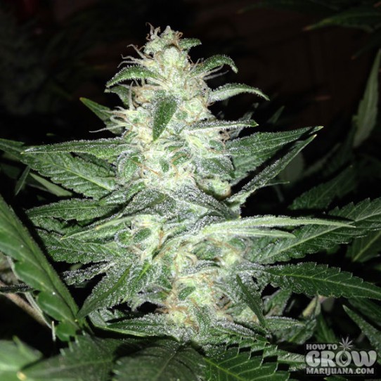 Delicious – Candy Feminized Seeds