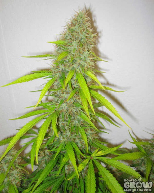 Delicious – Critical Jack Herer Feminized Seeds