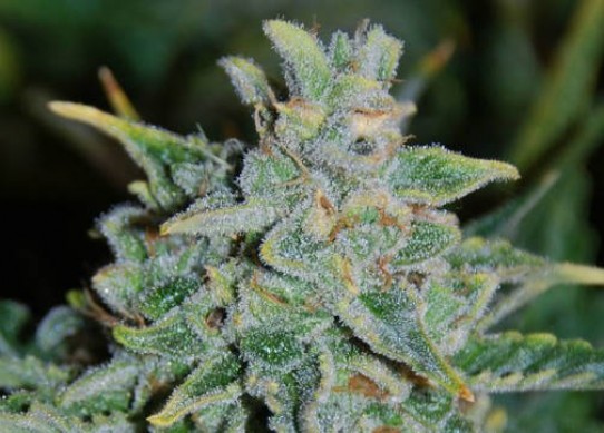 Delicious Northern Light Blue Feminized Seeds