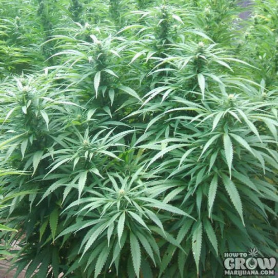 Green House – White Rhino Feminized Marijuana Seeds