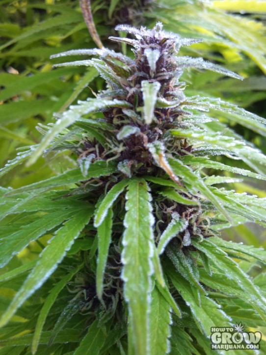Female – Easy Sativa Feminized Marijuana Seeds