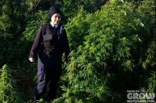 8 Crazy Stealth Marijuana Grows Get Busted