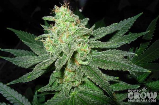 G13 Labs – Pineapple Express Feminised Marijuana Seeds