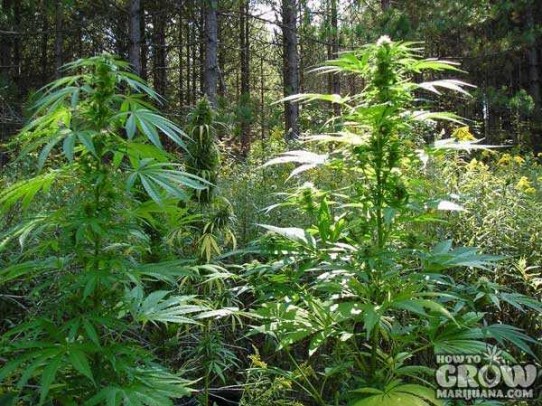 Best Top 10 Outdoor Marijuana Seeds