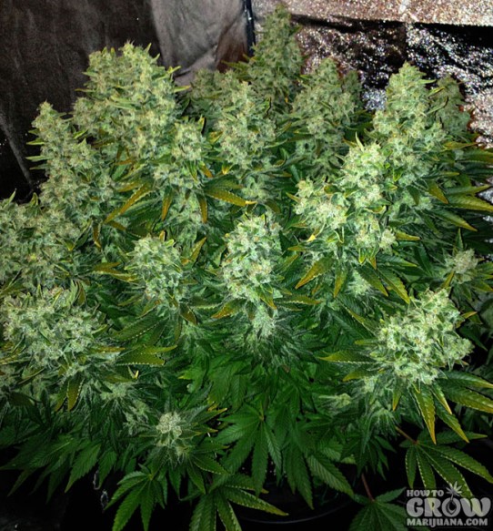 9 Common Marijuana Growing Mistakes and How to Fix Them